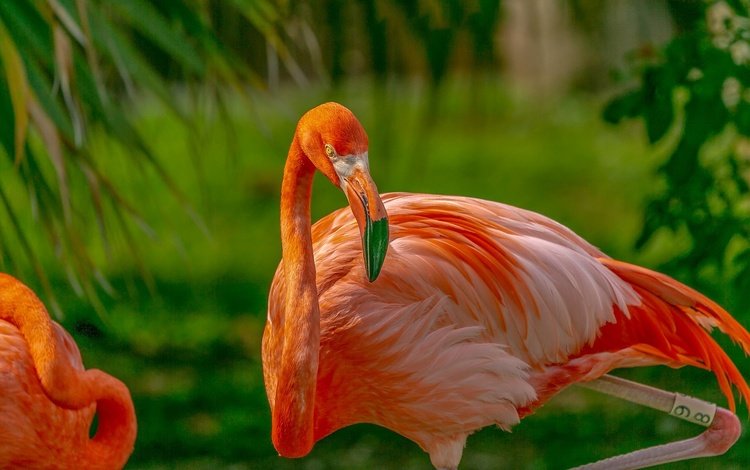 фламинго, птица, клюв, flamingo, bird, beak