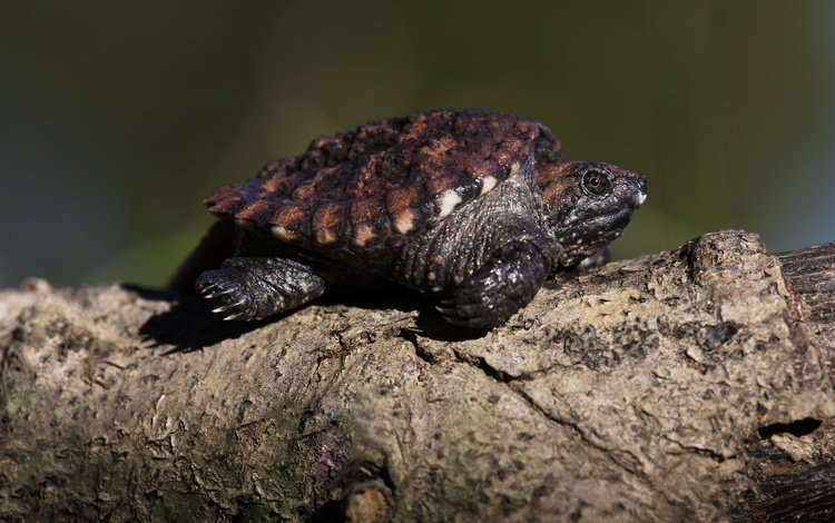фон, черепаха, бревно, черепашка, background, turtle, log, bug