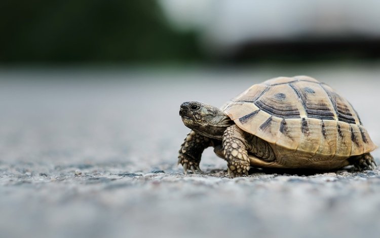 фон, черепаха, прогулка, черепашка, background, turtle, walk, bug