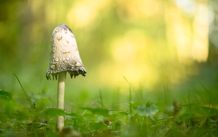 фон, гриб, background, mushroom
