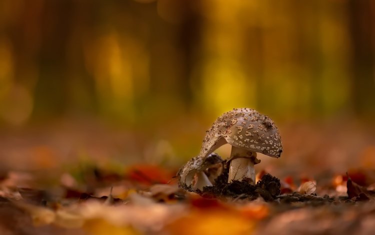 фон, грибы, background, mushrooms