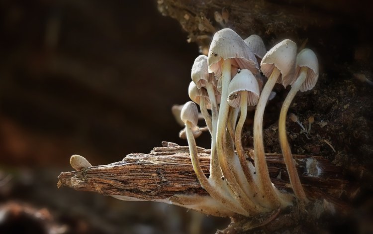 фон, грибы, background, mushrooms