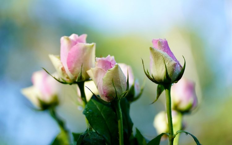 фон, капли, розы, букет, нежные, боке, background, drops, roses, bouquet, gentle, bokeh