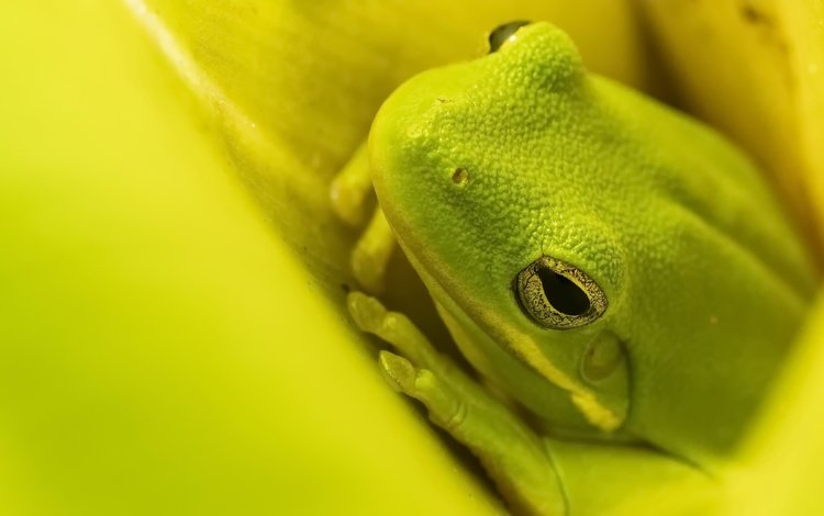 фон, лягушка, background, frog