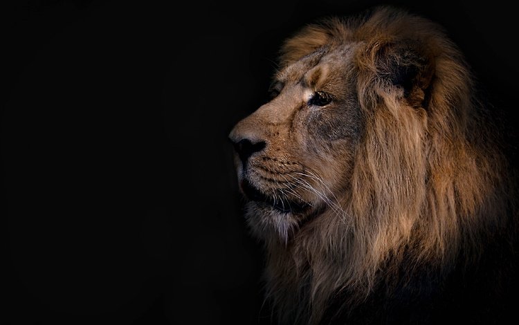 фон, лев, зверь, background, leo, beast