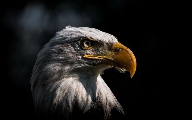 фон, орел, птица, background, eagle, bird