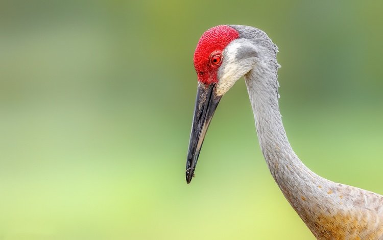 фон, птица, sandhill crane, background, bird