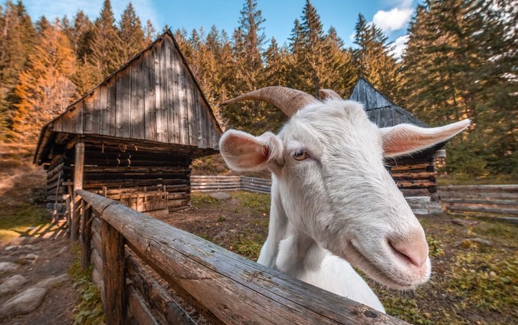 фон, забор, козел, background, the fence, goat
