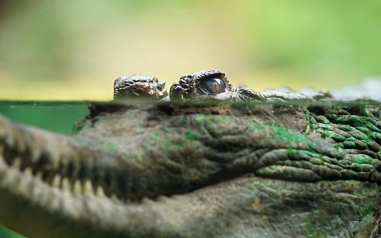 глаз, крокодил, eyes, crocodile