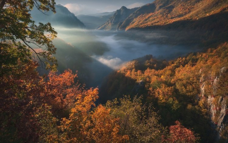 горы, лес, осень, ущелье, черногория, mountains, forest, autumn, gorge, montenegro