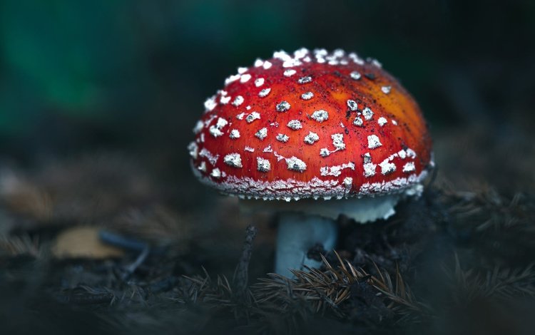 гриб, темный фон, мухомор, mushroom, the dark background