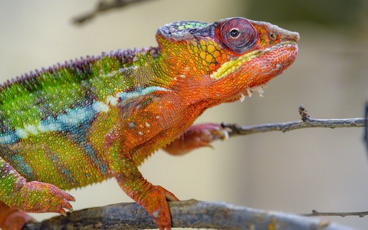 хамелеон, рептилия, яркий окрас, chameleon, reptile, bright color