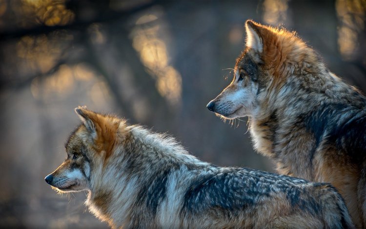 хищники, волки, боке, predators, wolves, bokeh