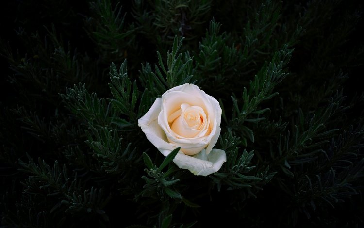 хвоя, цветок, ветки, роза, темный фон, белая, needles, flower, branches, rose, the dark background, white