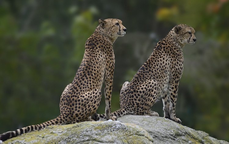 камень, пара, два, гепард, сидят, гепарды, stone, pair, two, cheetah, sitting, cheetahs