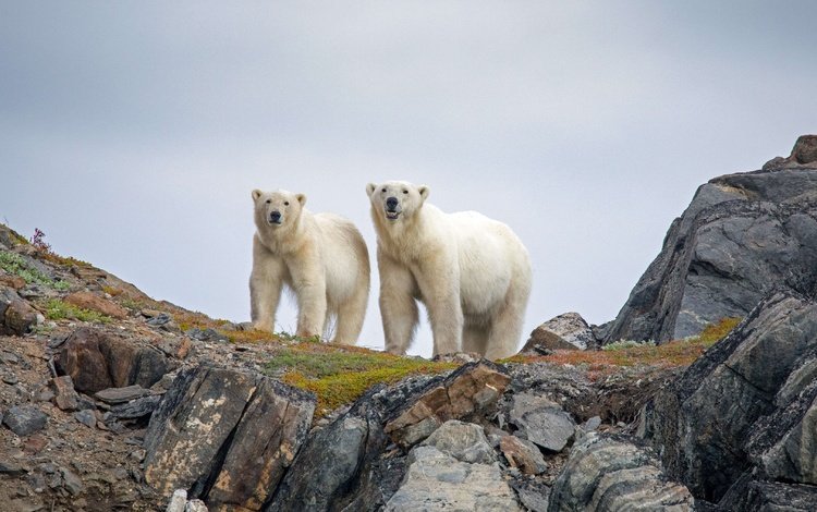 канада, белые медведи, canada, polar bears