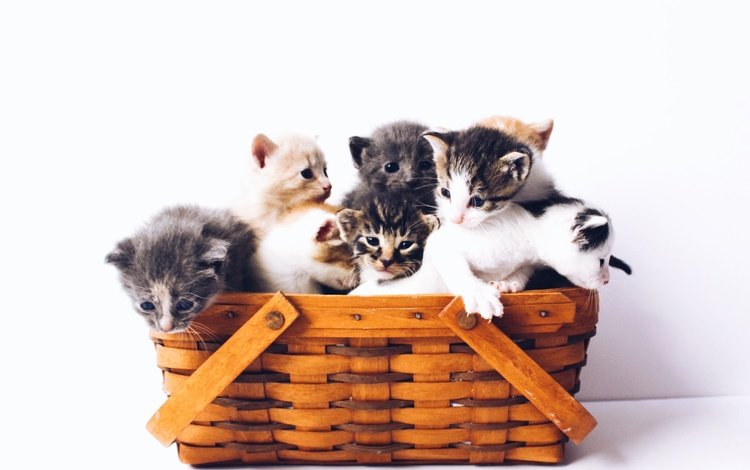 корзина, белый фон, котята, basket, white background, kittens