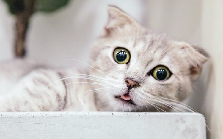 кошка, язык, удивление, cat, language, surprise