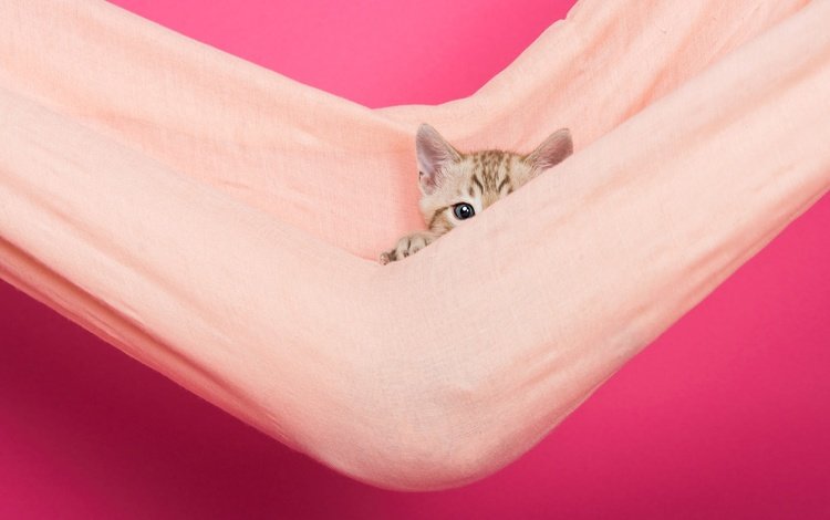 кошка, взгляд, котенок, ткань, мордашка, гамак, розовый фон, выглядывает, cat, look, kitty, fabric, face, hammock, pink background, peeps