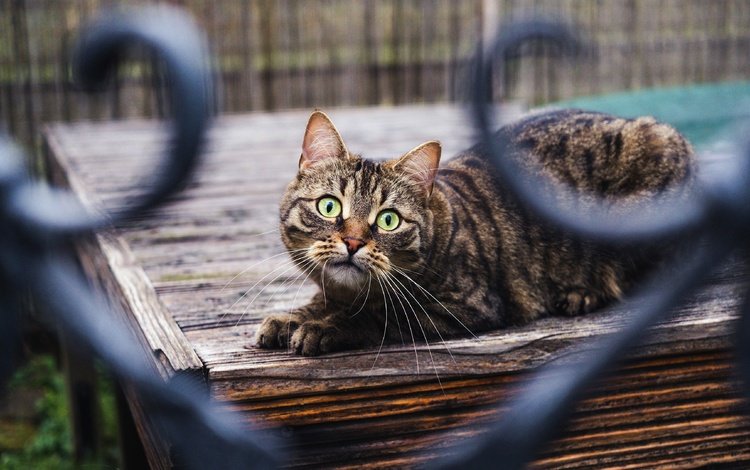 кот, кошка, взгляд, забор, боке, cat, look, the fence, bokeh