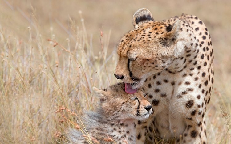 котенок, мама, забота, язык, гепард, детеныш, гепарды, kitty, mom, care, language, cheetah, cub, cheetahs