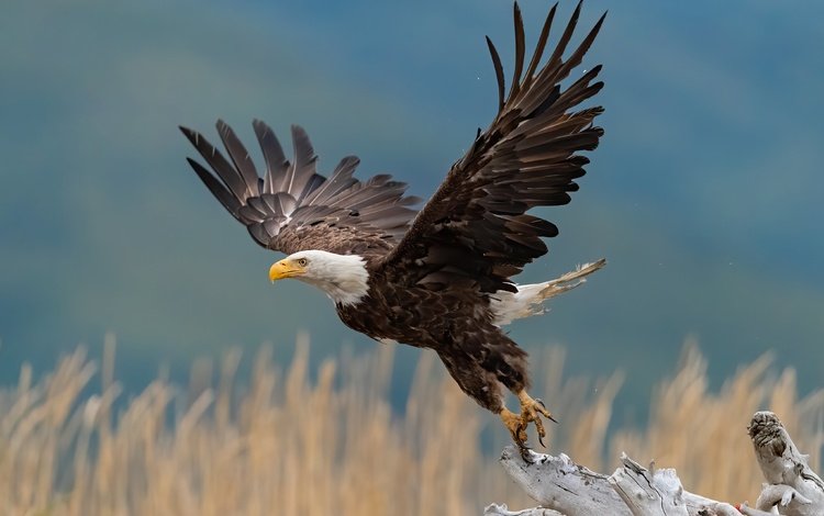 крылья, птица, взлёт, взмах, коряга, боке, белоголовый орлан, wings, bird, the rise, stroke, snag, bokeh, bald eagle