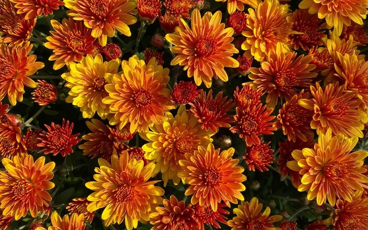 куст, много, яркие, оранжевые, хризантемы, bush, a lot, bright, orange, chrysanthemum