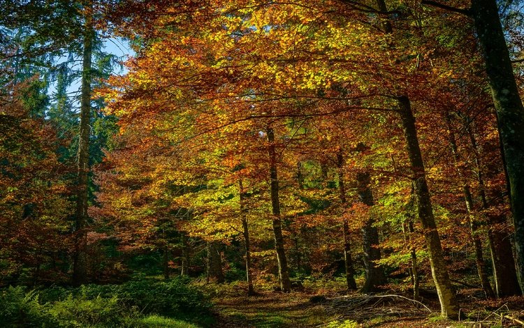 лес, листва, осень, краски осени, forest, foliage, autumn, the colors of autumn