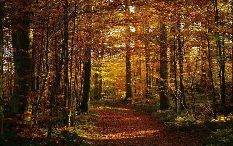 лес, листва, осень, тропинка, forest, foliage, autumn, path