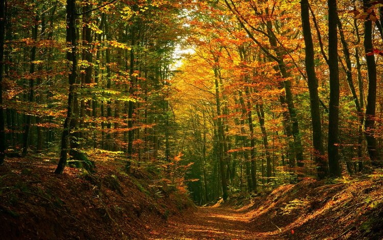 лес, осень, тропинка, forest, autumn, path