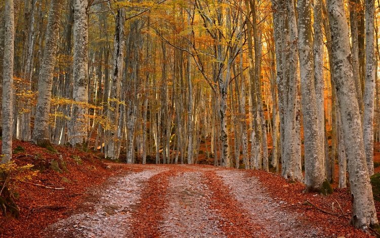 лес, осень, forest, autumn