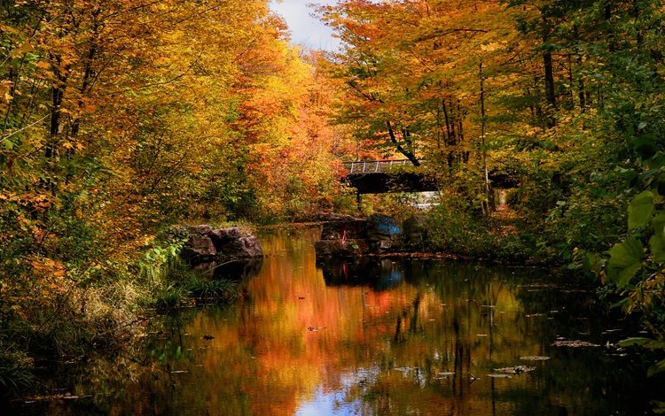 лес, парк, мост, осень, пруд, forest, park, bridge, autumn, pond