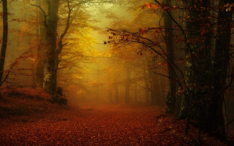 лес, парк, туман, осень, листопад, аллея, золотая осень, forest, park, fog, autumn, falling leaves, alley, golden autumn