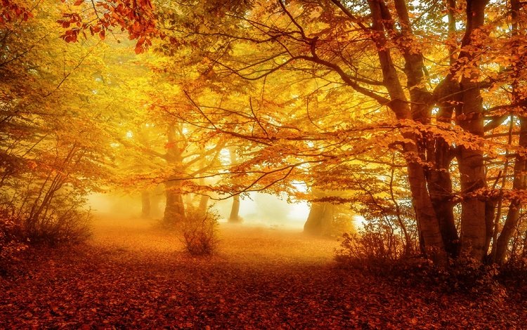 лес, парк, туман, осень, листопад, желтые листья, аллея, золотая осень, forest, park, fog, autumn, falling leaves, yellow leaves, alley, golden autumn