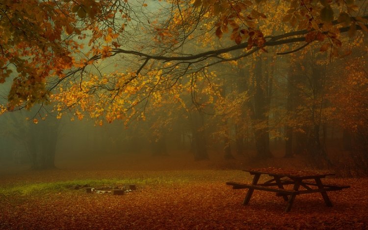 лес, парк, туман, ветки, листва, осень, стол, скамейки, forest, park, fog, branches, foliage, autumn, table, benches