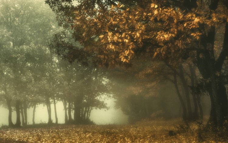 лес, парк, туман, ветви, листва, осень, дуб, forest, park, fog, branch, foliage, autumn, oak