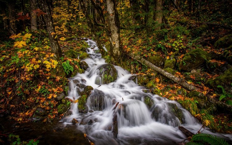 лес, ручей, осень, каскад, forest, stream, autumn, cascade