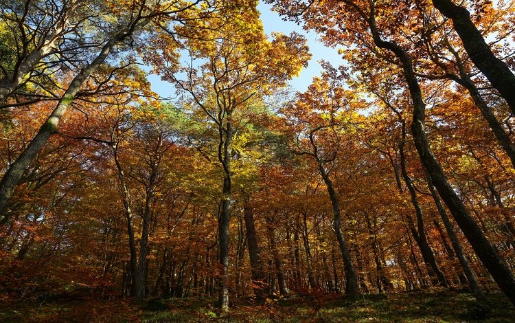 лес, стволы, листва, осень, кроны, forest, trunks, foliage, autumn, crown
