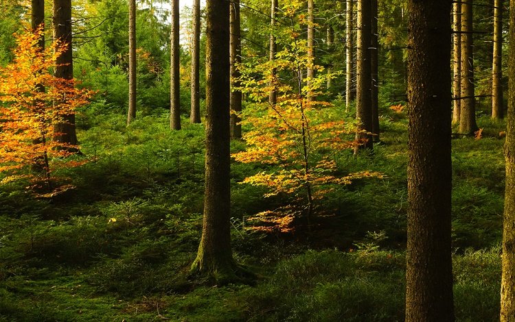лес, стволы, осень, forest, trunks, autumn