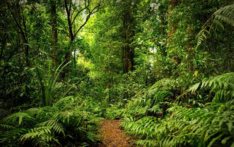 лес, тропинка, дождь, forest, path, rain