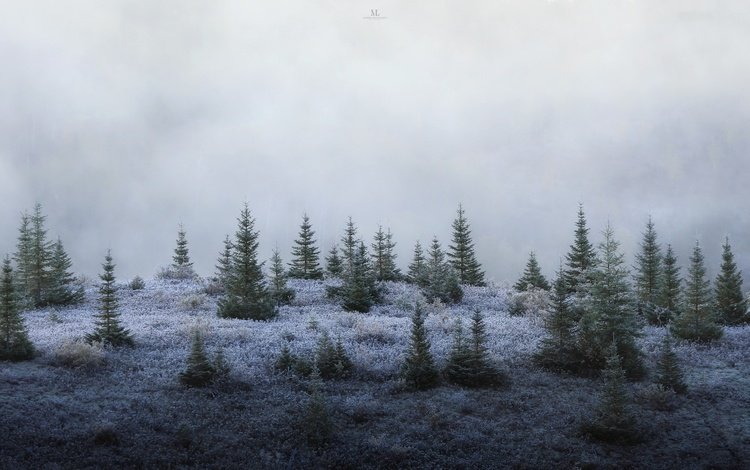 лес, туман, елки, forest, fog, tree