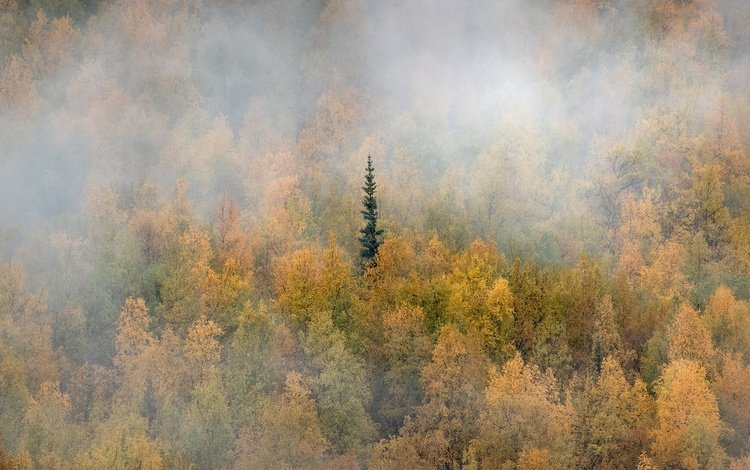 лес, туман, осень, канада, юкон, forest, fog, autumn, canada, yukon