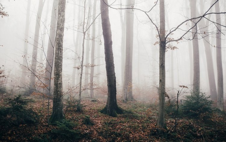 лес, туман, осень, forest, fog, autumn