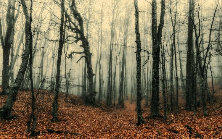 лес, туман, стволы, осень, листопад, forest, fog, trunks, autumn, falling leaves
