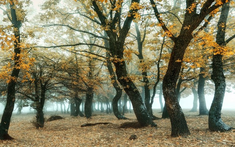 лес, туман, ветки, листва, осень, роща, дубы, forest, fog, branches, foliage, autumn, grove, oaks