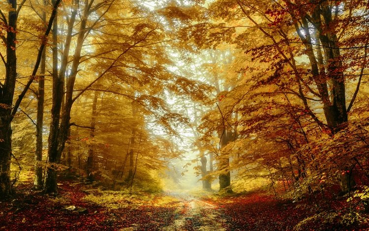 лес, туман, ветки, листва, осень, тропинка, листопад, золотая осень, forest, fog, branches, foliage, autumn, path, falling leaves, golden autumn