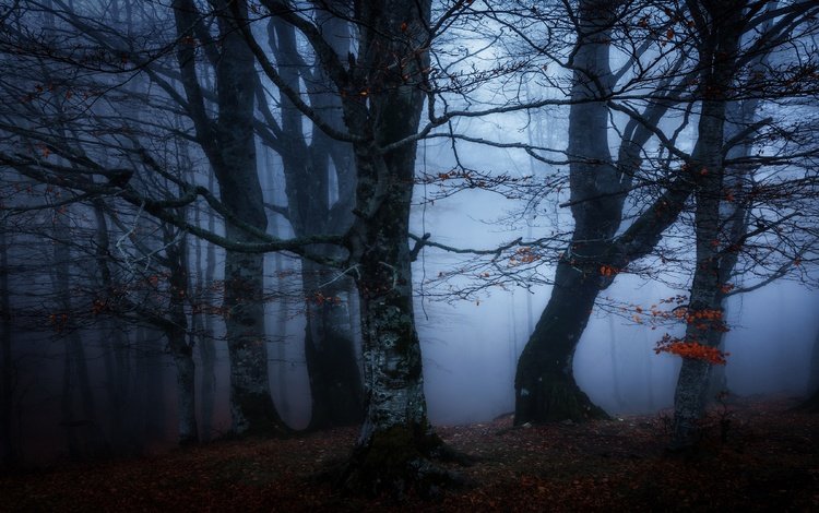 лес, туман, ветки, осень, сумерки, полумрак, forest, fog, branches, autumn, twilight