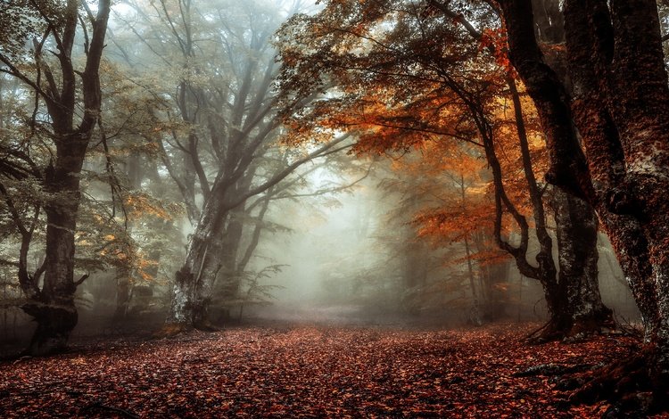 лес, туман, ветки, стволы, листва, осень, аллея, forest, fog, branches, trunks, foliage, autumn, alley