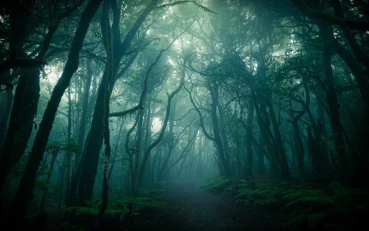 лес, туман, ветки, стволы, сумерки, forest, fog, branches, trunks, twilight