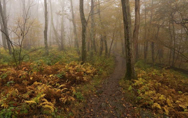деревья, лес, туман, осень, тропинка, папоротник, trees, forest, fog, autumn, path, fern